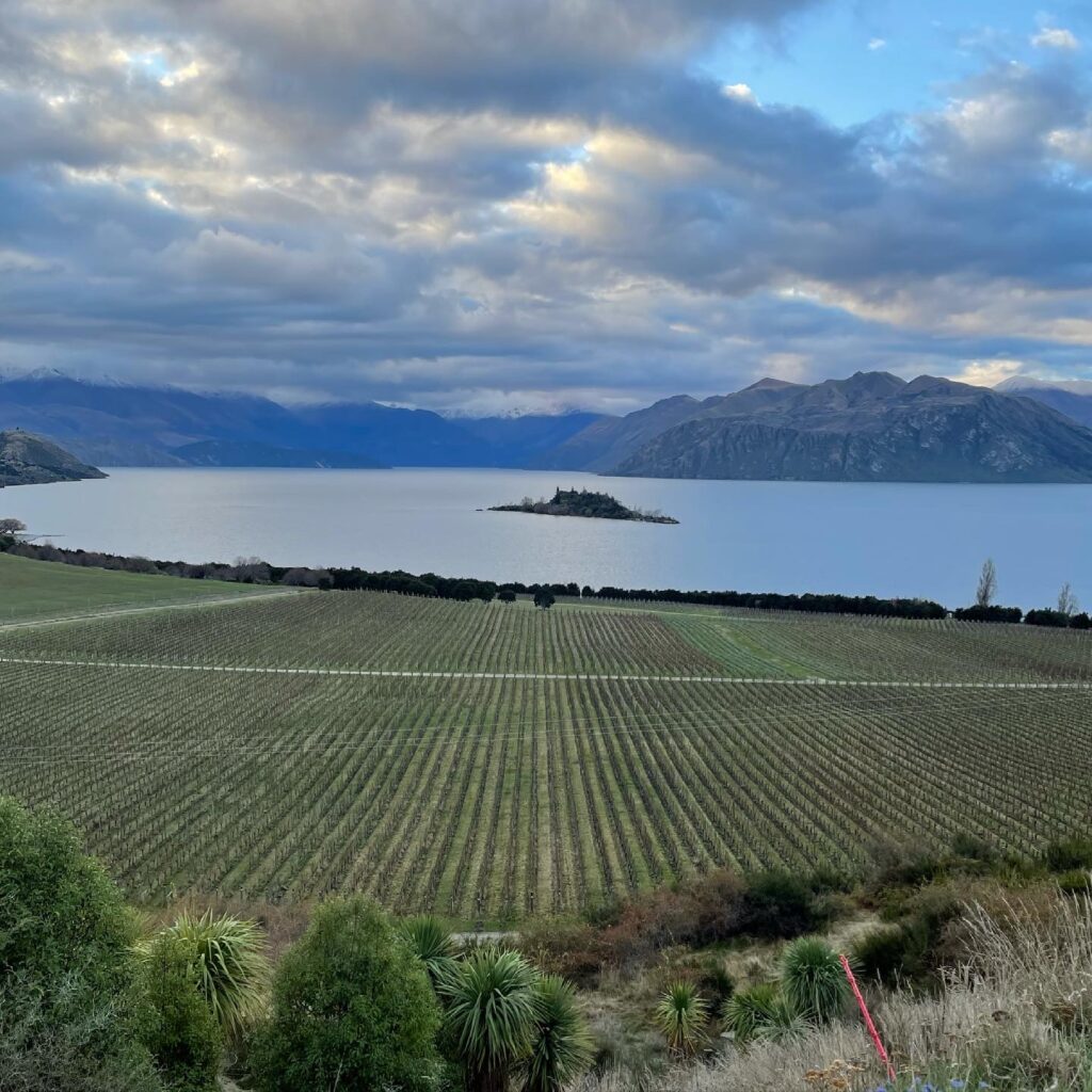 美しいリッポンヴィンヤード