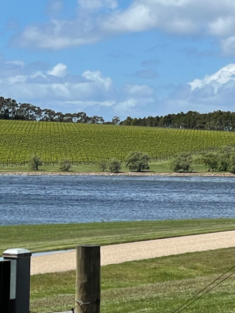 美しいヴィンヤード