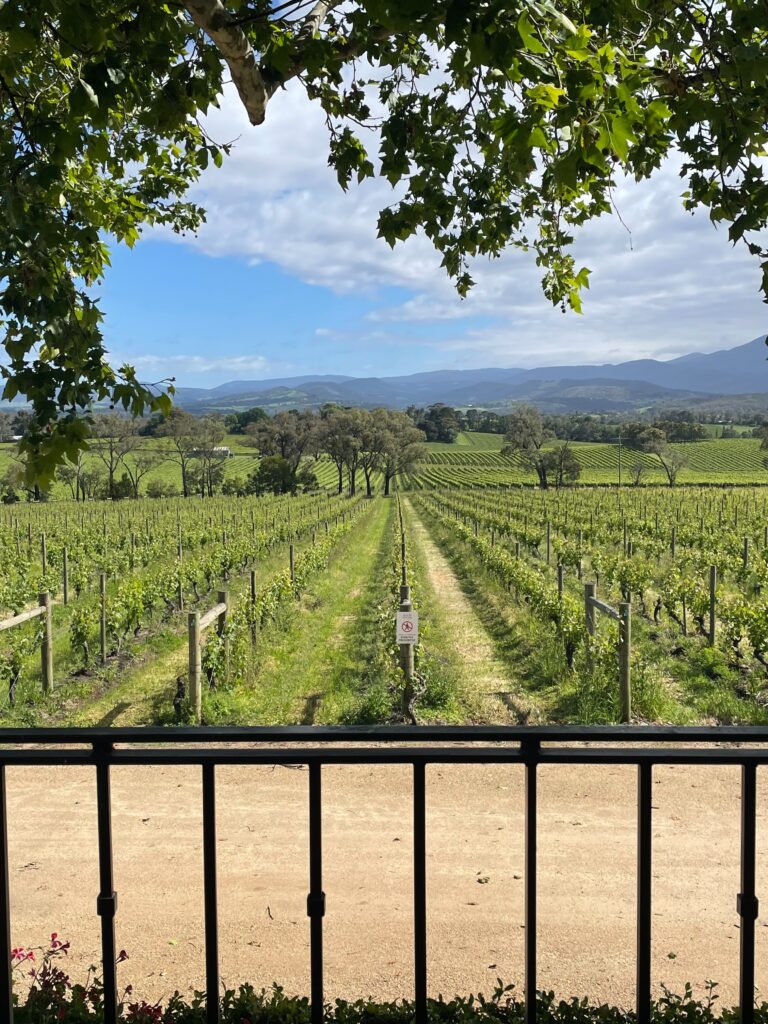 ヤライエリングのヴィンヤード